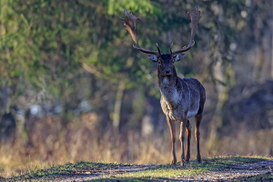 Damhirsch