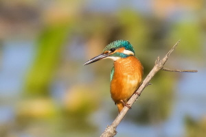 Eisvogel Eisvogel
