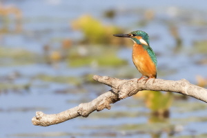 Eisvogel Eisvogel