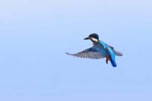 Eisvogel Eisvogel