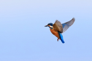 Eisvogel Eisvogel