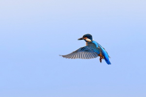 Eisvogel Eisvogel