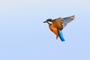 Eisvogel Eisvogel