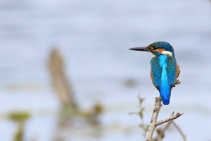 Eisvogel