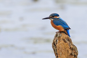 Eisvogel Eisvogel