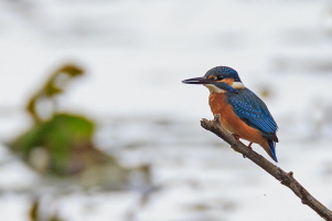 Eisvogel Eisvogel