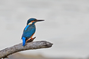 Eisvogel Eisvogel