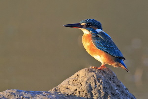 Eisvogel Eisvogel