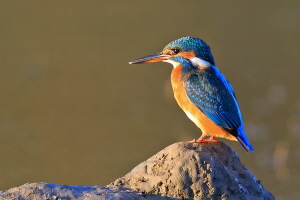 Eisvogel Eisvogel