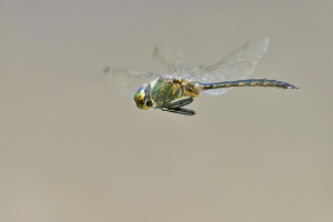 Falkenlibelle Falkenlibelle