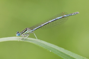 Federlibelle Federlibelle