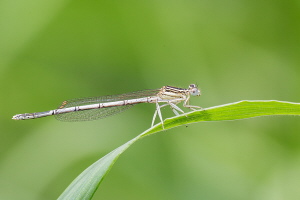 Federlibelle Federlibelle