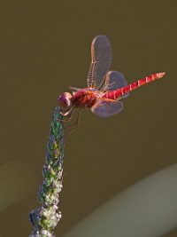 Feuerlibelle Feuerlibelle