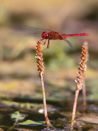 Feuerlibelle