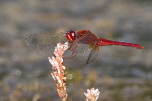 Feuerlibelle Feuerlibelle