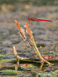 Feuerlibelle Feuerlibelle