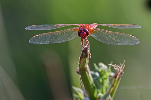 Feuerlibelle