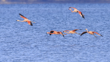 Flamingo Flamingo