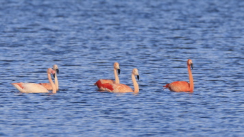 Flamingo Flamingo