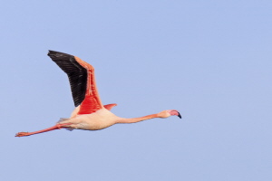 Flamingo Flamingo