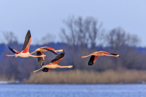 Flamingo Flamingo