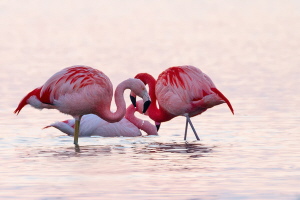 Flamingo Flamingo