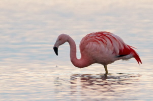 Flamingo Flamingo