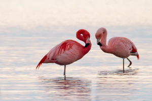 Flamingo Flamingo