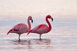 Flamingo Flamingo