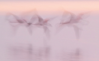 Flamingo Flamingo