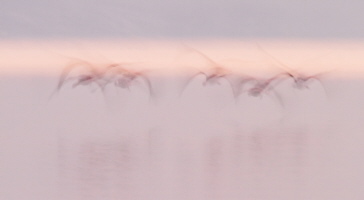 Flamingo Flamingo