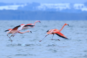 Flamingo Flamingo