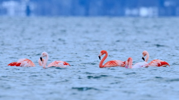 Flamingo Flamingo