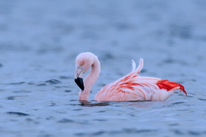 Flamingo Flamingo