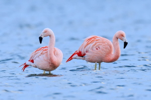 Flamingo Flamingo