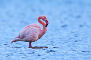 Flamingo Flamingo