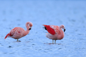 Flamingo Flamingo