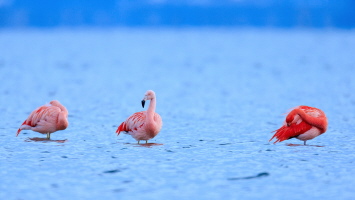 Flamingo Flamingo