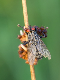 Fleischfliege Fleischfliege