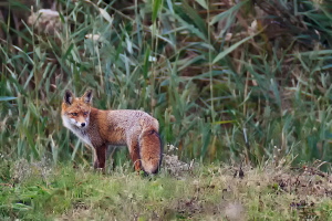 Fuchs Fuchs