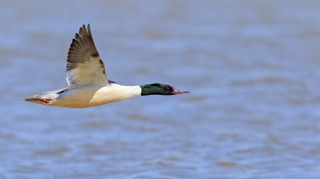 Gänsesäger Gänsesäger