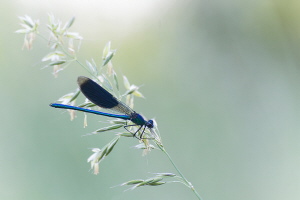 Gebänderte Prachtlibelle