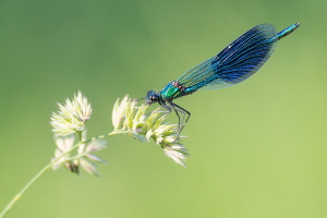 Gebänderte Prachtlibelle