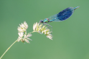 Gebänderte Prachtlibelle