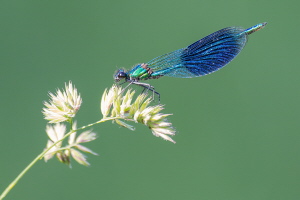 Gebänderte Prachtlibelle