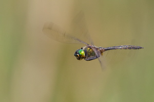 Gefleckte Smaragdlibelle