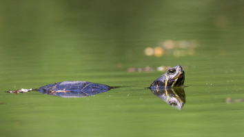 Gelbwangen Schmuckschildkröte Gelbwangen Schmuckschildkröte