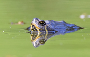 Gelbwangen Schmuckschildkröte Gelbwangen Schmuckschildkröte