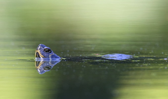 Gelbwangen Schmuckschildkröte Gelbwangen Schmuckschildkröte