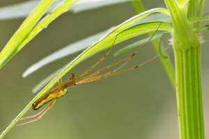 Gemeine Streckerspinne Gemeine Streckerspinne